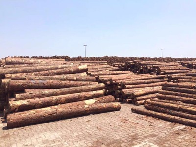 原產(chǎn)地供應(yīng)淮安優(yōu)質(zhì)4.5米落葉松原木——蘇州木已成舟木材銷售